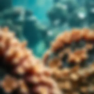 Conservation efforts highlighting coral restoration initiatives in the UAE
