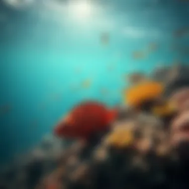 Diversity of Marine Life in UAE Coral Reefs Vibrant coral reef teeming with diverse marine life in UAE waters