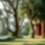 Exploring Woodland in Dubai: A Comprehensive Insight Introduction