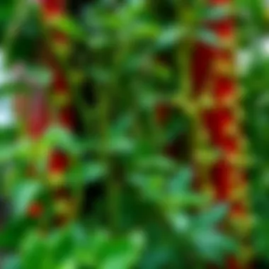 A close-up view of vegetables and herbs thriving in a vertical garden tower.