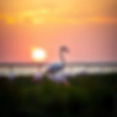 Graceful Flamingos at Sunset Flamingos in Ras Al Khor Wildlife Sanctuary