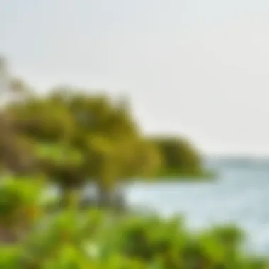 Lush Mangroves: Heart of Biodiversity Mangrove ecosystem in Dubai